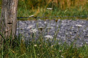 close-up of white wild flowers among tall summer grass. in the background, out of focus, the asphalt road is in focus, further in the background more field. On the left the wooden post of a rustic fen