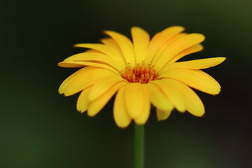 Yellow flower closeup