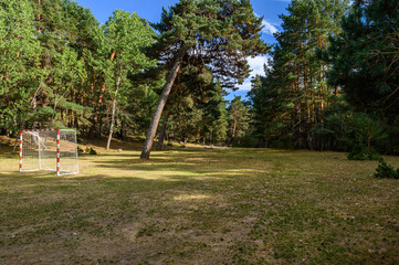 close-up of a tall sloping Scots pine in a clearing in the forest, among the Scots pines through which a ray of sun shines and summer grass is seen, somewhat dry, in a sunset.
on the sides you can see