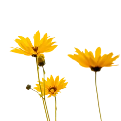 Zelfklevend Fotobehang Yellow flowers isolated, png format. Design element © Katerina Schneider