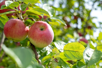 Juicy ripe red apples on the apple tree.