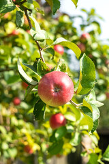 A branch with a beautiful ripe red apple in the autumn garden. Harvest time.