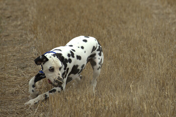 le dalmatien dans les champs du nord de la france