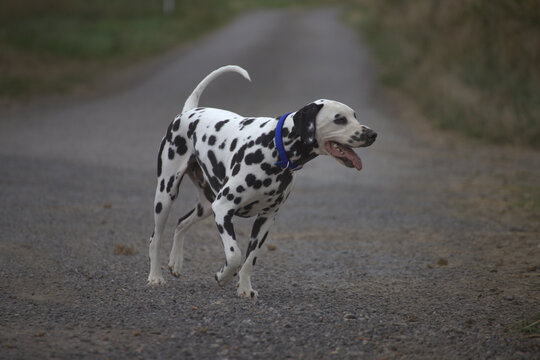 le dalmatien dans les champs du nord de la france