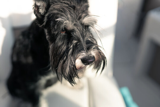 Mini Schnauzer Puppy, Salt And Pepper A Black And White Obedient Dog Sits On White Seats On A Boat. He Has A Long Beard And Striking Eyebrows.