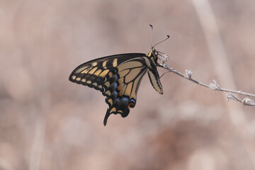  Papilio machaon a medium-sized butterfly, lives in America and Eurasia