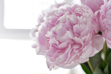 BEAUTIFUL PINK PEONIES CLOSE-UP ON A LIGHT BACKGROUND
