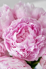 BEAUTIFUL PINK PEONIES CLOSE-UP ON A LIGHT BACKGROUND