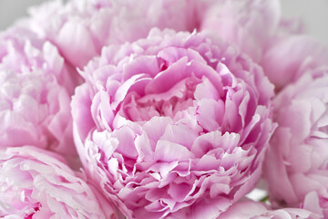 BEAUTIFUL PINK PEONIES CLOSE-UP ON A LIGHT BACKGROUND