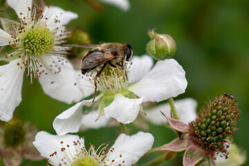 Une abeille sur une fleure de mûrier