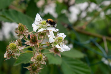 Un Bourdon sur une fleure de mûrier