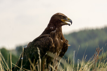 eagle in the grass