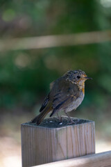 robin on a fence