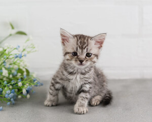 A small striped gray-white kitten sits on the floor and looks at the camera