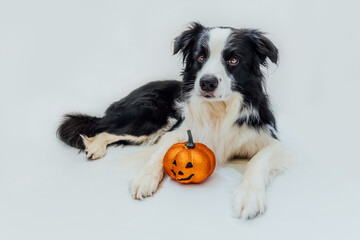 Trick or Treat concept. Funny puppy dog border collie with orange pumpkin jack o lantern lying down isolated on white background. Preparation for Halloween party
