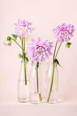 Pink dahlia flowers in glass bottle vases.