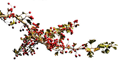 Red berries of common hawthorn (Crataegus monogyna)