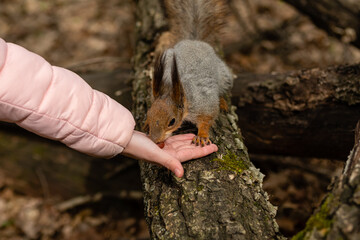 Child feeds gray fluffy squirrel nuts from his hands in spring forest.