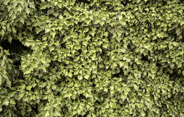 Wall full of green leaves