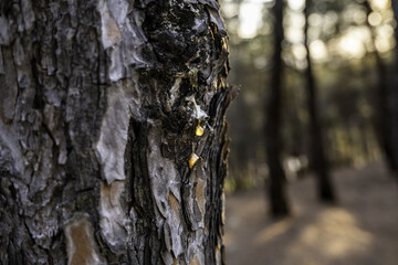 Resin on a pine