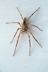 Hausspinne