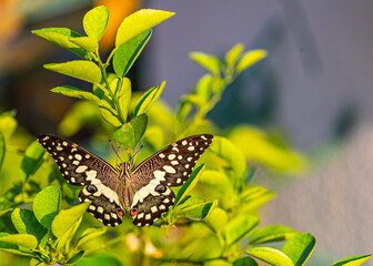 A Lime Butterfly with its feathers open