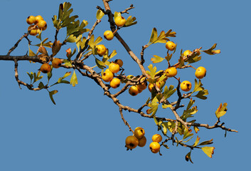 Berries of Mediterranean Hawthorn (Crataegus azarolus)