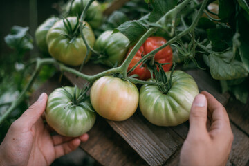 Close-up of a farmer's male hand touching tomatoes growing on a bush in a greenhouse in summer.