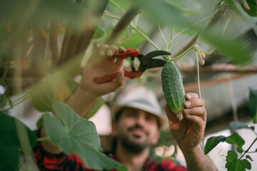 Close-up. Men's hands with pruning shears carefully cut a ripe cucumber from a bush in a greenhouse.