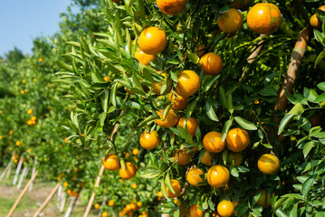Fresh oranges in the orange farm that are about to harvest to be sold in the agricultural product...