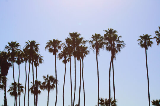 Palm Trees Against Sky