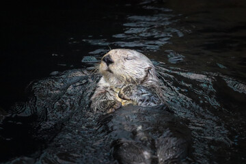 Sea otter posing in the water - 529028206