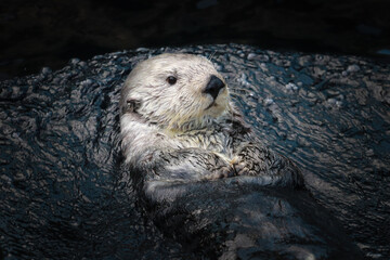 Sea otter posing in the water