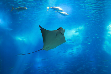 Fototapeta premium Underwater view from a bull ray