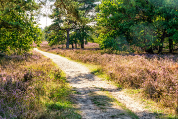 Wanderweg am Rande der Heide