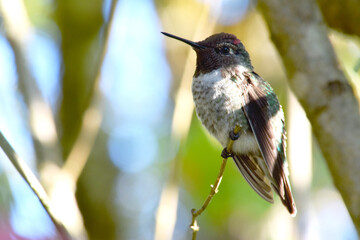Hummingbird Shadows 03