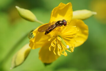 A small bee on a yellow flower 