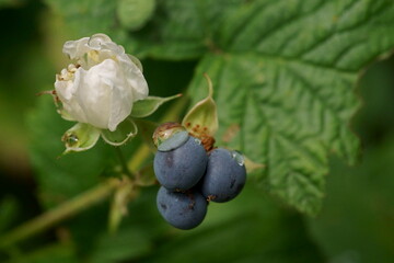 Branch with blackberries fruit and blackberries flower; Rubus fruticosus