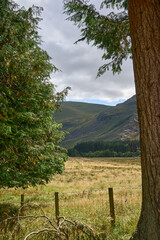 A green glen and mountains on a background - a view through trees