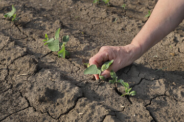 Farmer or agronomist in green soybean field examining crop, closeup of hand and small plant at cracked dry land, drought in field