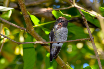 Hummingbird Sunlight 04