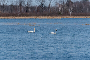 Trumpeter Swans On The Water At The Navarino Wildlife Area in Wisconsin During Spring Migration
