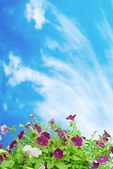 Obraz na płótnie Canvas natural flowers garden on nature background over blue sky