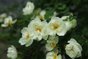 Fototapeta na wymiar Blurred flowers background. Blooming white dogrose in the garden
