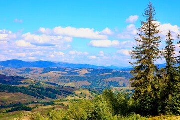 trees in the mountains