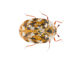 Anthrenus picturatus is a species of beetle in the family Dermestidae known as furniture carpet beetle. Dorsal view of isolated carpet beetle on white background.