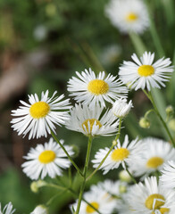 Erigeron annuus | Vergerette annuelle - Erigéron annuel - Aster annuel. Plante sauvage à fleurs ligulées blanches, centre jaune, sur tige dressée et poilue