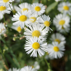 Obraz na płótnie Canvas Erigeron annuus ou vergerettes annuelles à fleurs blanches ligulées sur hautes tiges au feuillage vert clair