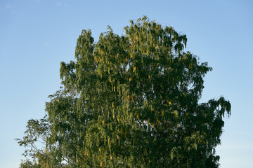 a birch tree in early autumn
