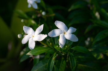Obraz na płótnie Canvas White flowers. Close-up shot.